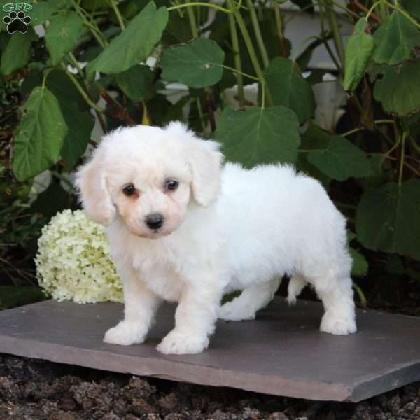 Marian, Bichon Frise Puppy